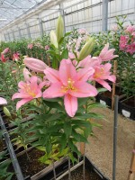 [4226 Vendome No01.JPG]